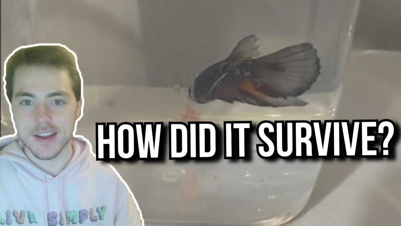 Why Betta Fish Can Survive Awful Living Conditions