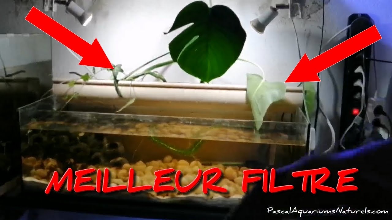 filtre aquaponie aquarium naturel pas cher (gouttière PVC) - Pascal Aquariums Naturels