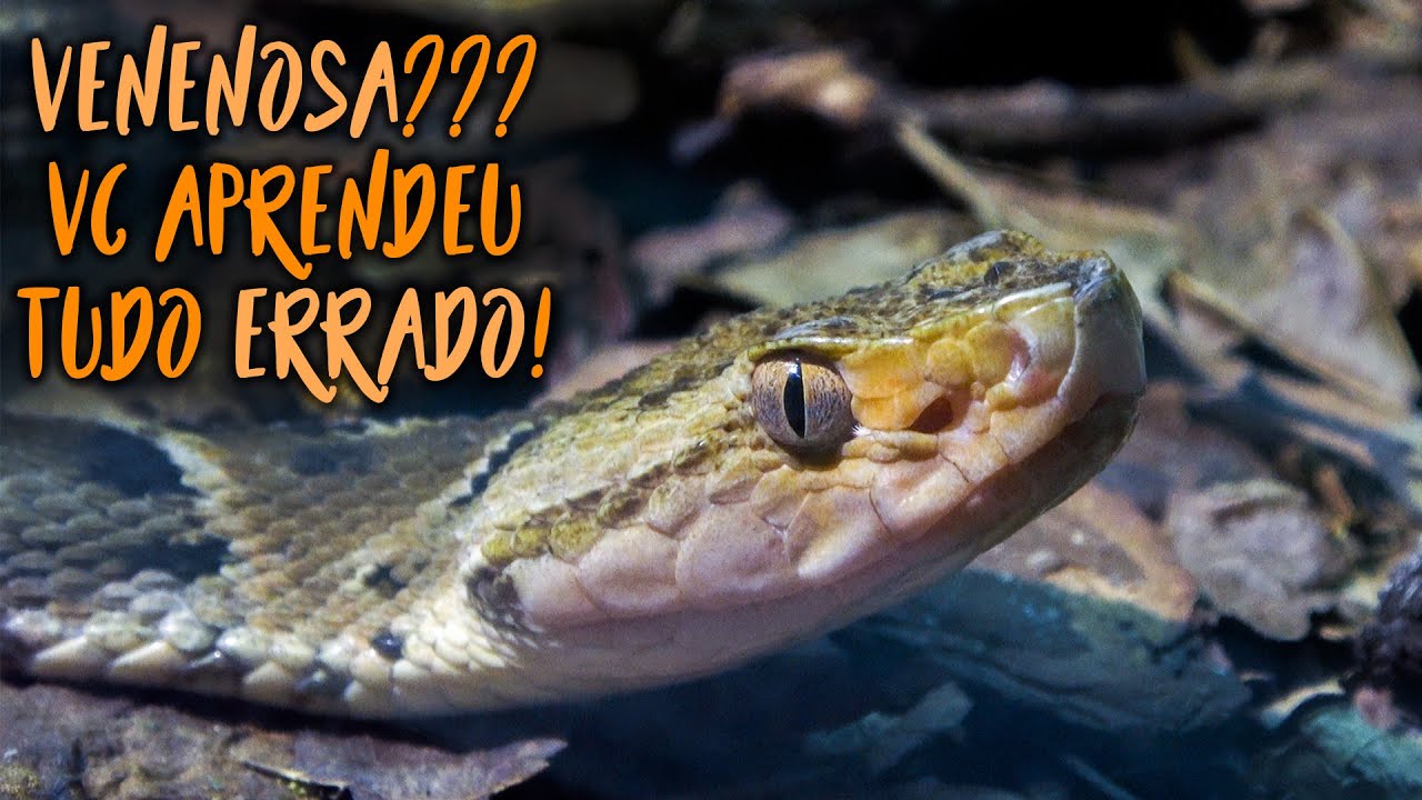 Cobra Venenosa ou Não? Como Identificar (Especialista Responde) #Peçonhenta #Butantan #Serpente