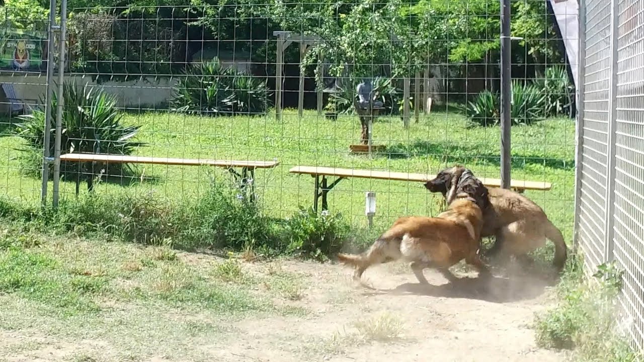 COMMUNICATION ENTRE CONGENERES / RENCONTRE DE CHIENS (DIFFICILES) / DEMO OBÉ AMSTAFF / RED NOSE