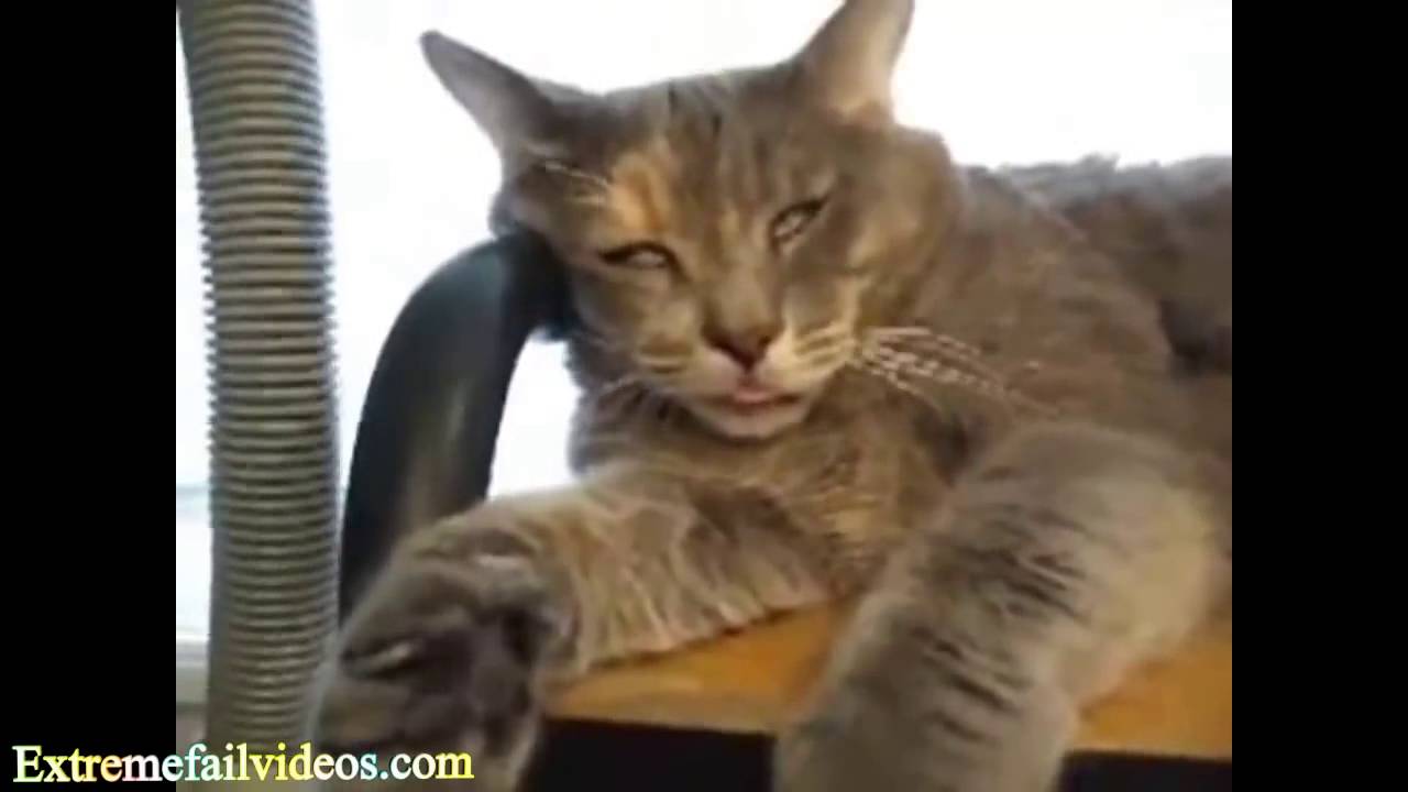 The World's Most Funny Cat Videos ! November 2013