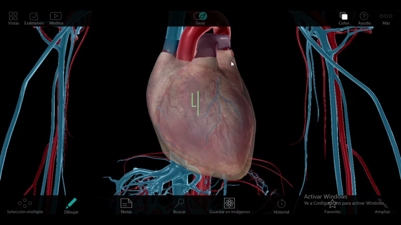 APARATO CARDIOVASCULAR: Pericardio Fibroso y Seroso  -  Pedículo Cardíaco