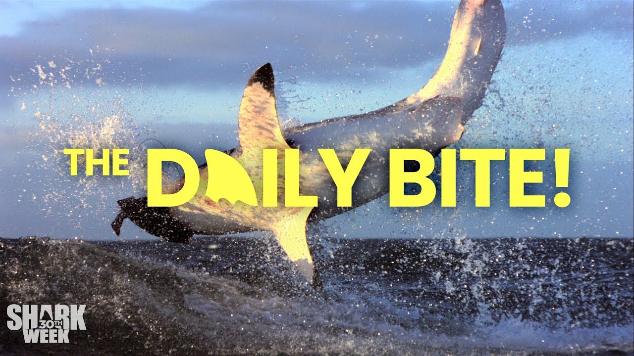 Making Shark Cookies | Countdown to Shark Week: The Daily Bite