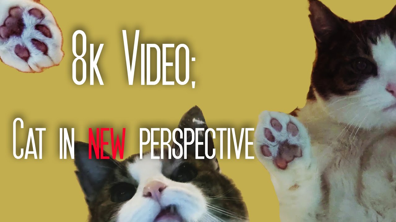 8K Video; Cool cat in new perspective and with a bonus cat-fail (fall).
