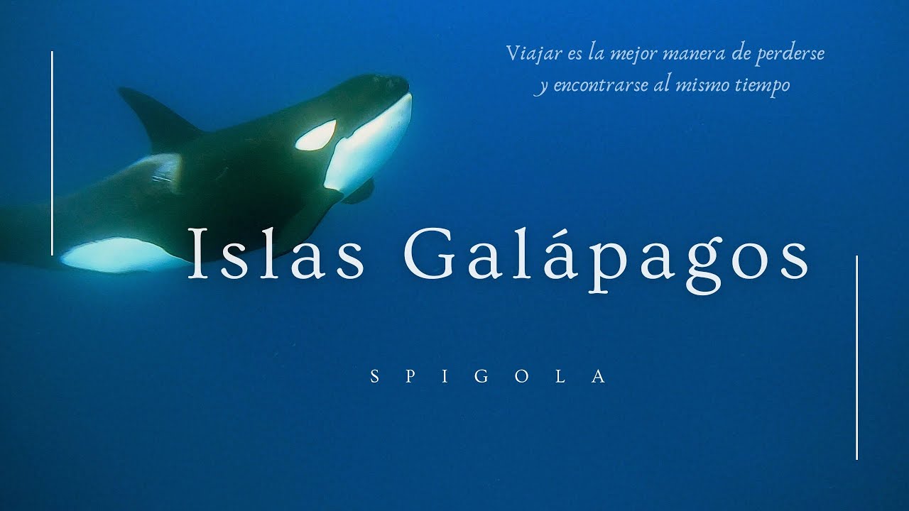 Buceando con orcas. Islas Galápagos. Killer whales