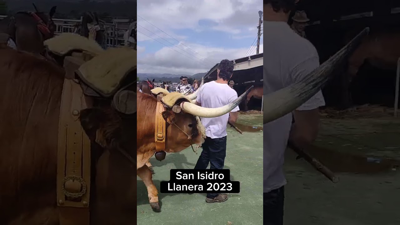 Exhibición de Bueyes San Isidro Llanera 2023 #asturias #SHORTS