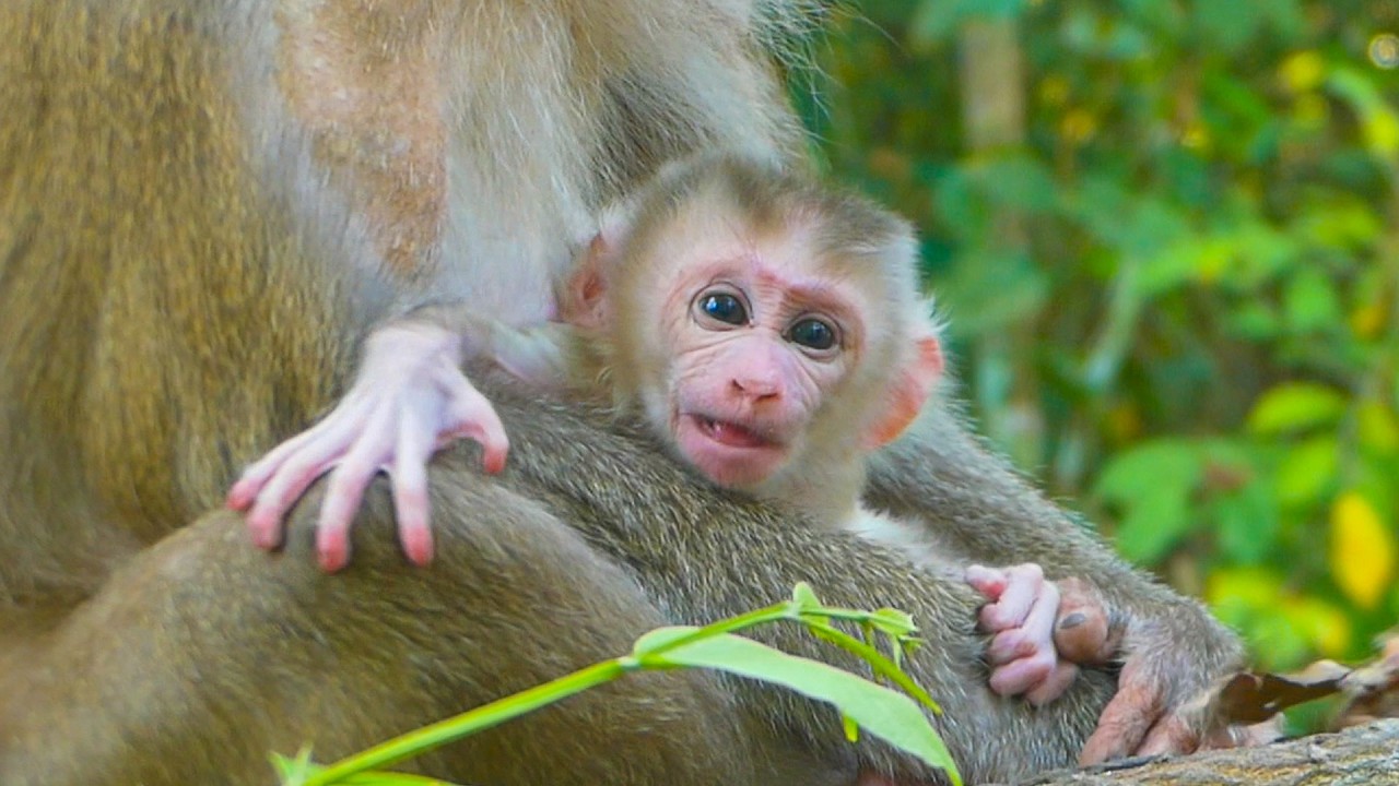 Newborn Levy looks adorable as his papa, if Pongo is here will he know this is his son?
