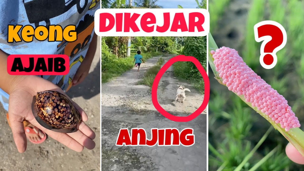Deo dikejar Anjing ‼️🐶 #kabur #keongajaib