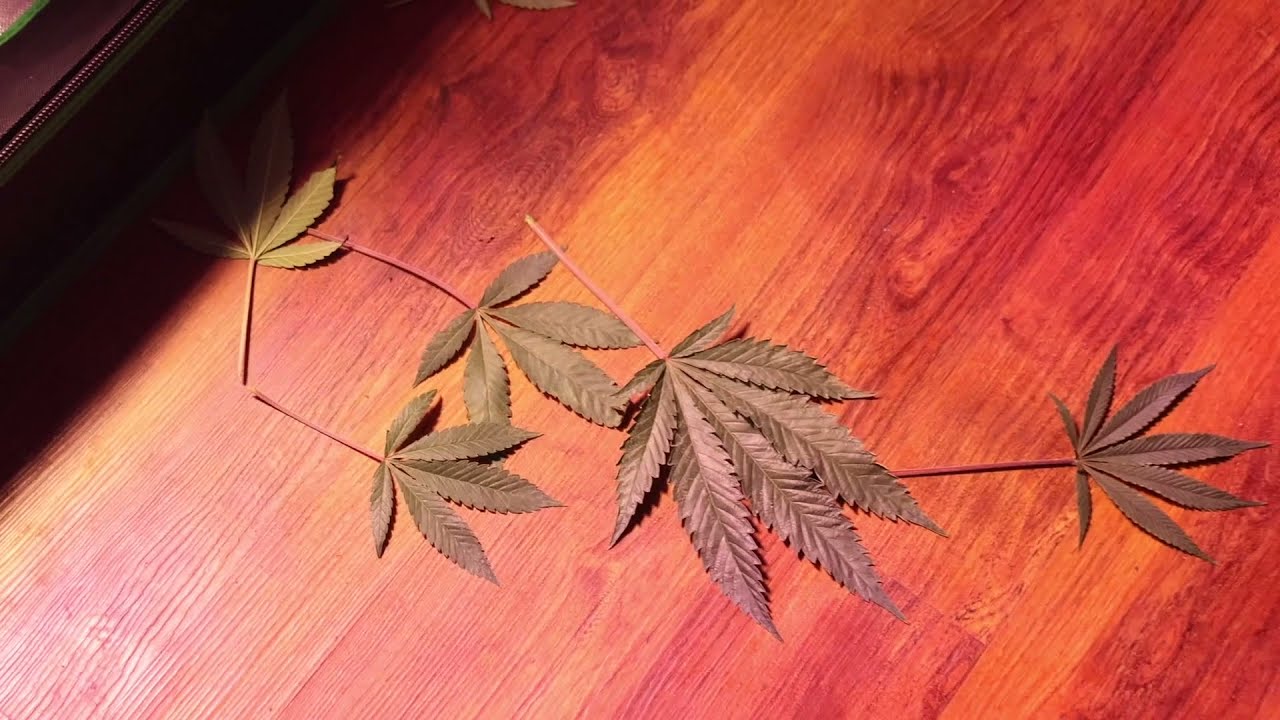 Week 3 Buds Forming