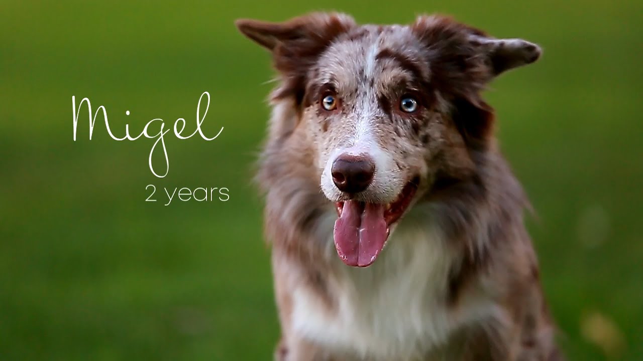 Migel border collie - 2 years