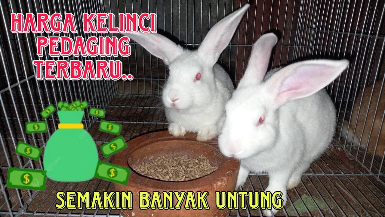 Update harga kelinci pedaging saat ini !!