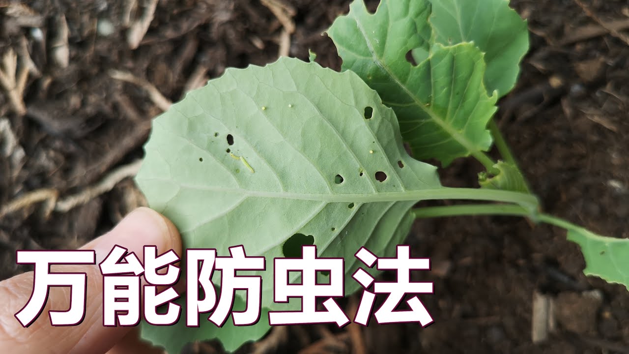 最好的防治菜青虫🐛的办法 The best way to stay away from cabbage moth