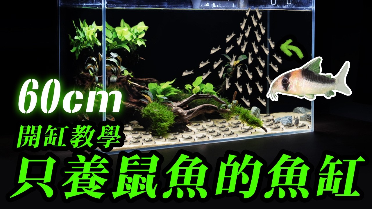 養對魚比自己清好