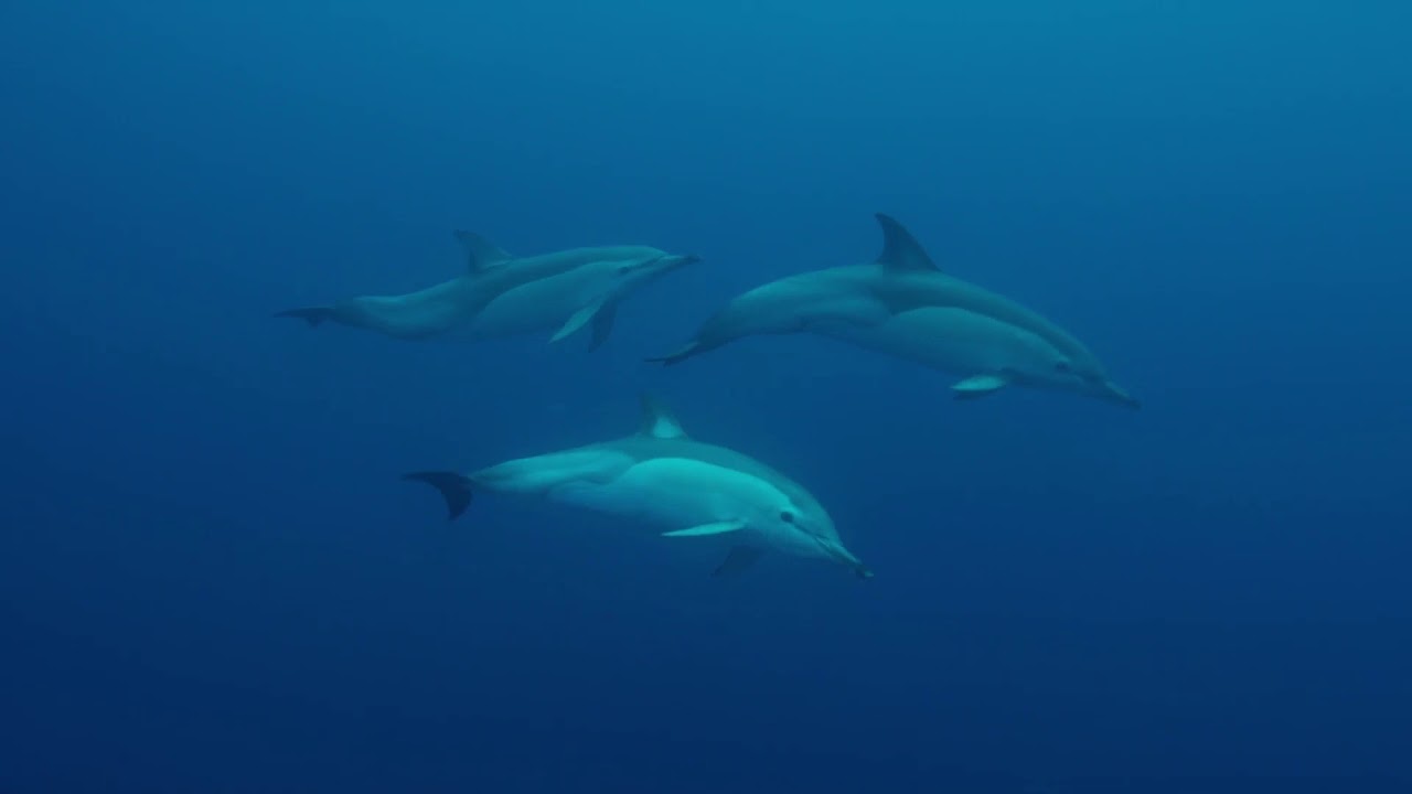 Nature Nurtures - Common dolphins