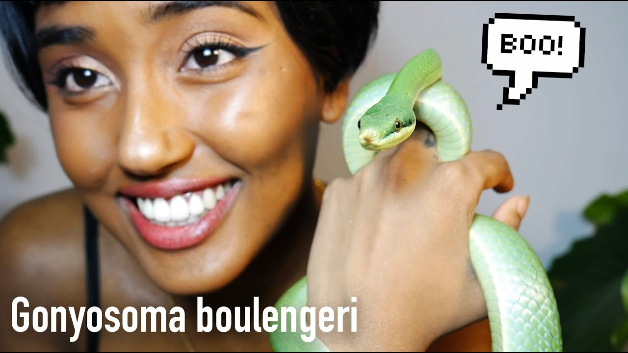 Meet Rejjie the Rhino Rat Snake | Gonyosoma boulengeri