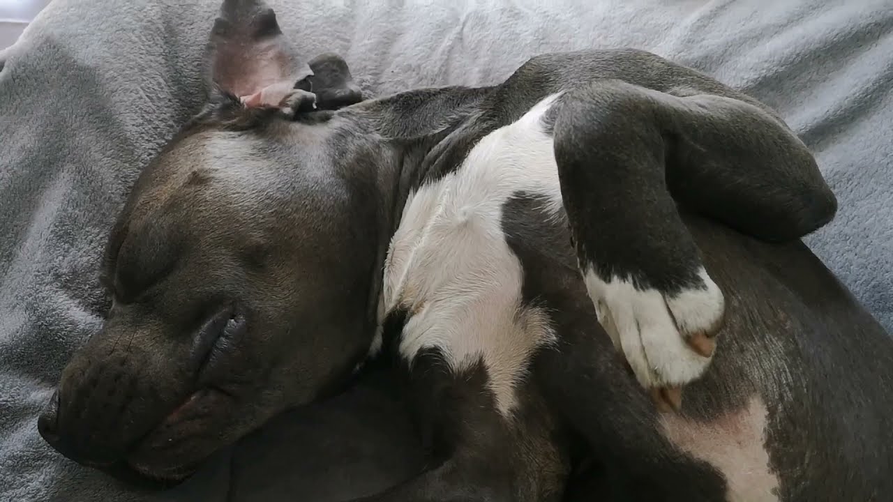 Amstaff Blue sweet