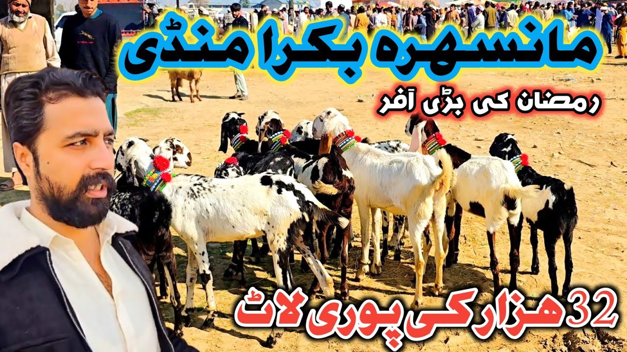 Ramzan Update Mansehra Bakra Mandi | Bakra Mandi Mansehra Latest Update #mansehramandi #sktv27 
