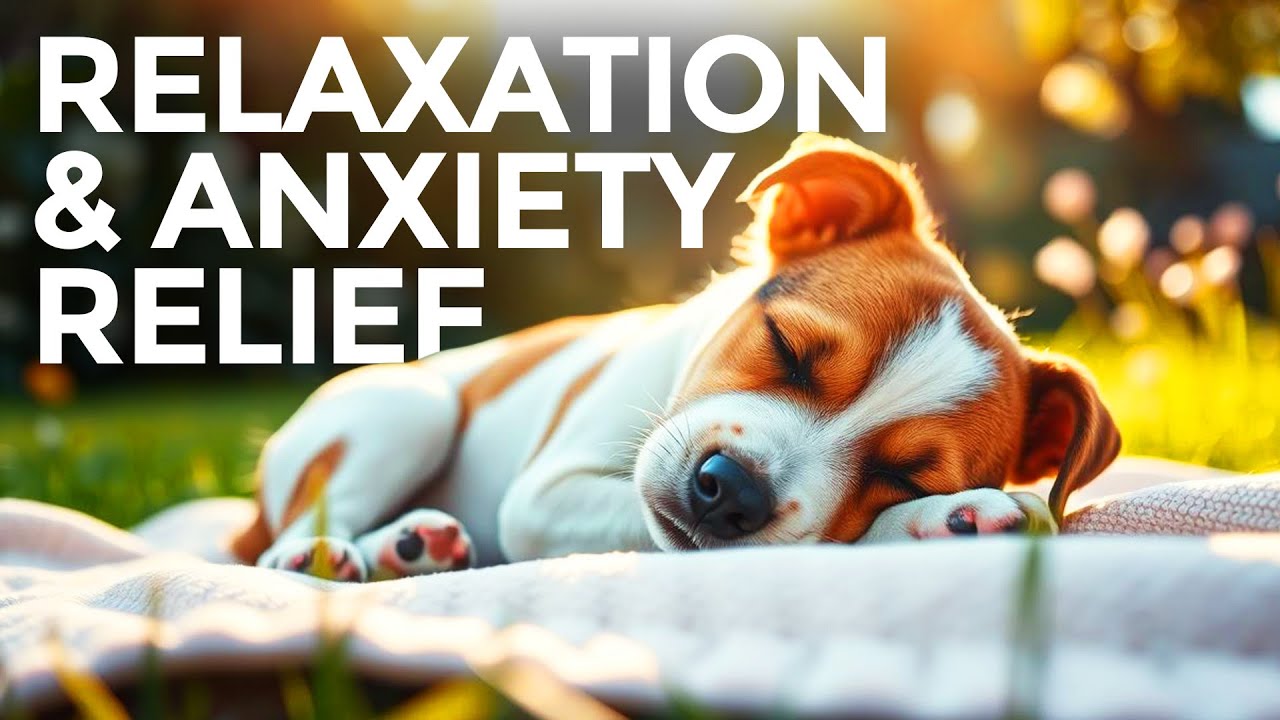 6 Hours of Dog Music 🎵 Relaxing  with Sleeping Jack Russell Puppy 🐶 | Calm TV for Dogs & Puppies