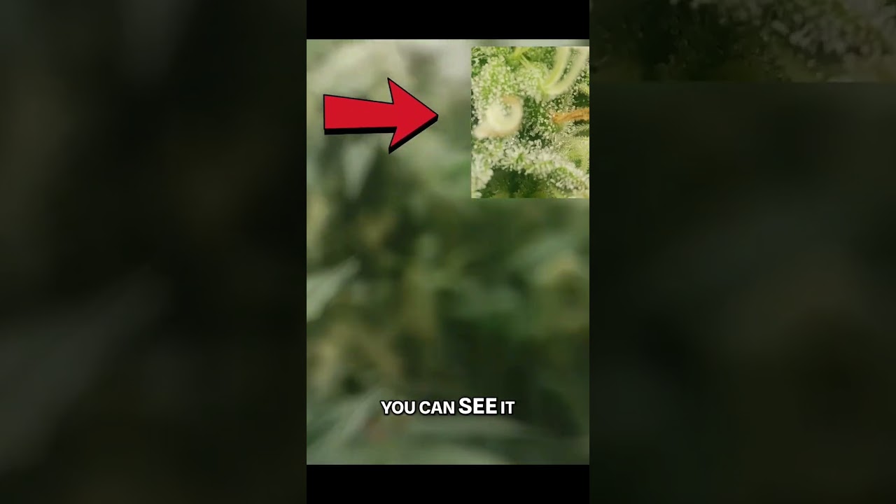 Trichome check: How to spot the perfect harvest