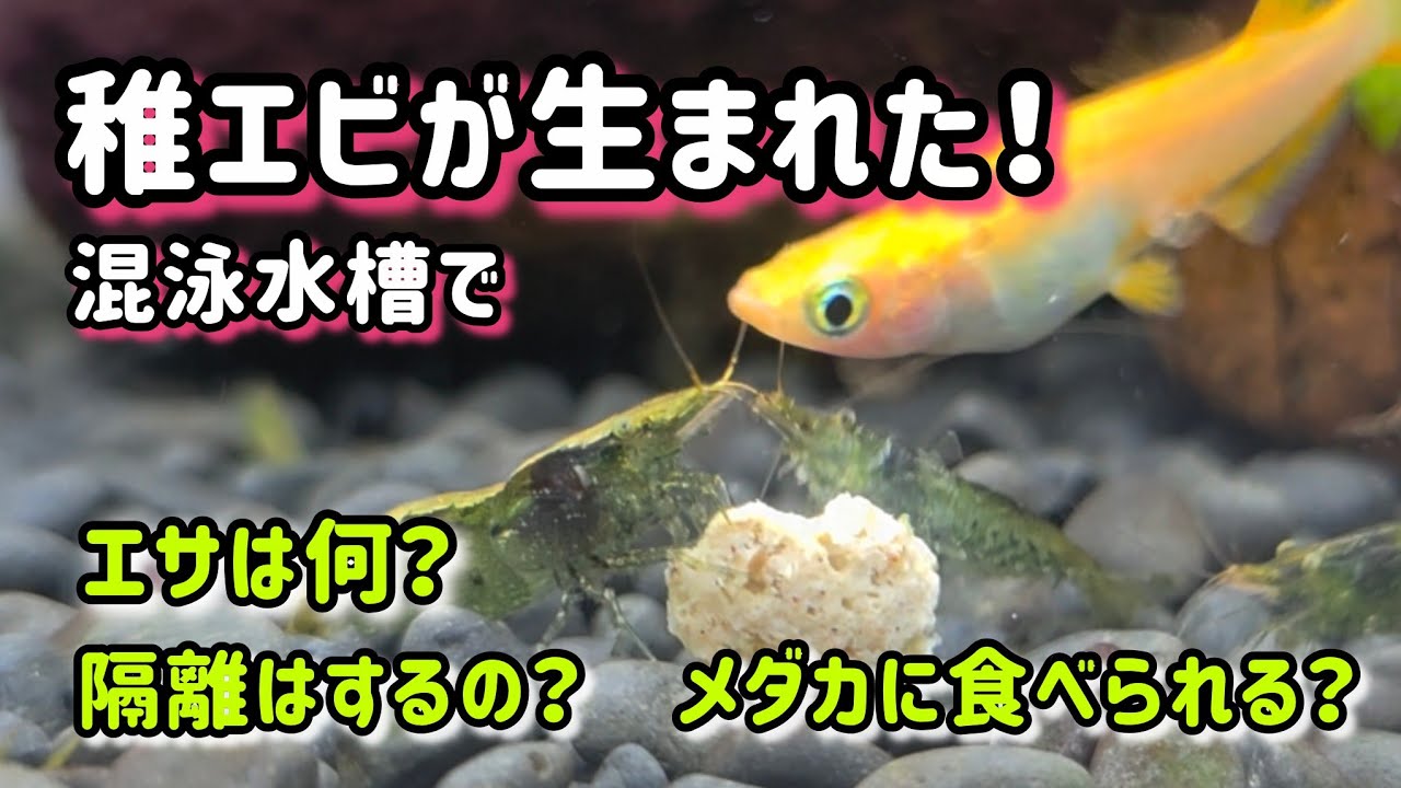 【ミナミヌマエビ】稚エビが混泳水槽で育つ❗️エサ・隔離・注意点まとめ