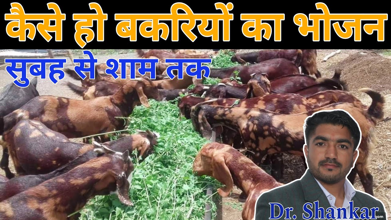 Feeding Management of Goat 😍 बकरियों का सुबह से शाम तक का भोजन || Dr. Shankar #goat #training #nlm