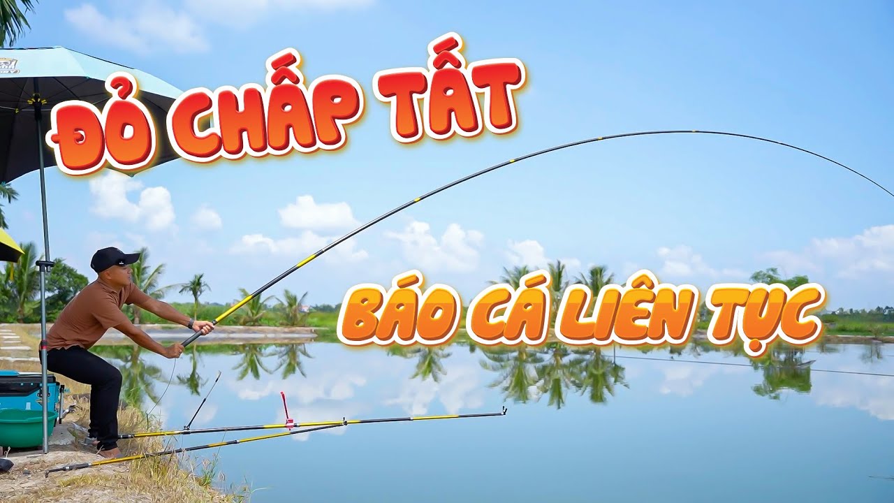 CÂU CÁ TRẮM - CHÉP HỒ DỊCH VỤ | Combo GUF Vương Quyền - Báo Cá Liên Tục