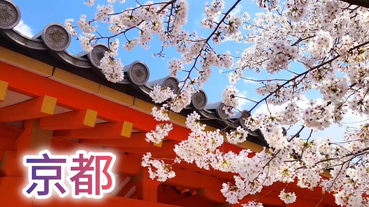 日本8天賞櫻自駕遊Ep7 京都(Travelling in Japan, Ep7: Kyoto)