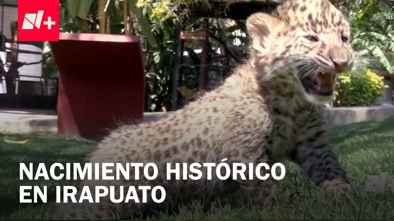 Nacen dos crías de leopardo africano en el Zoológico de Irapuato; son la nueva atracción - En Punto
