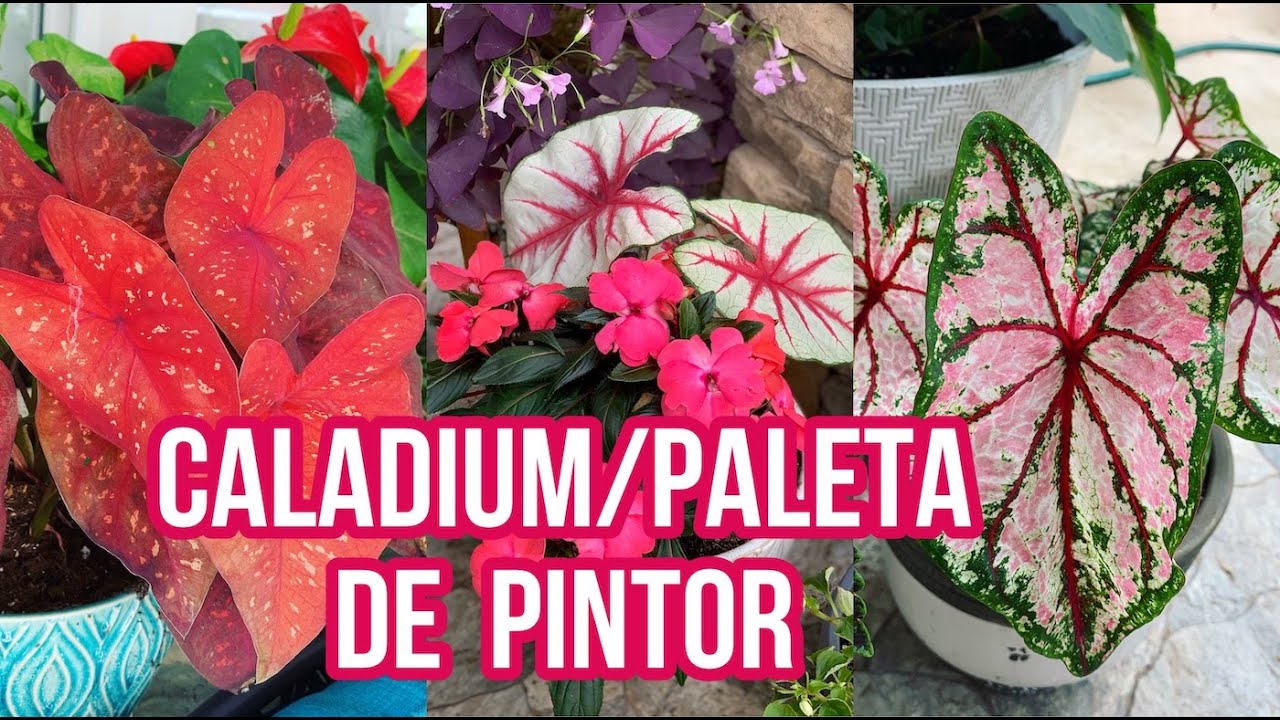 Cuidados De Caladium/ PaletaDe Pintor