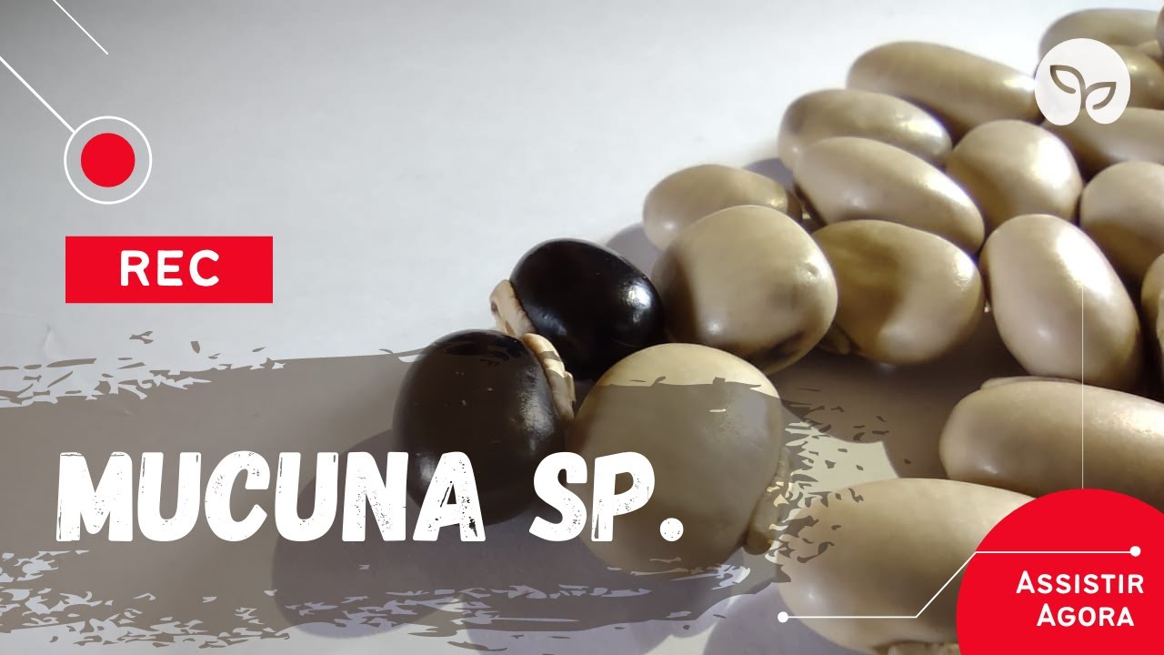 ADUBA&Ccedil;&Atilde;O VERDE | Mucuna sp. Caracter&iacute;sticas e manejo!
