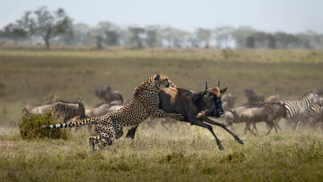 How Leopard Attack Wildebeest Success