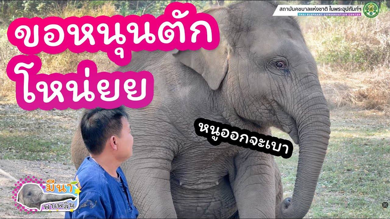 มีนา พาเพลิน 15 กุมภาพันธ์ 2568 วันนี้โชว์วิชานอนนิ่ง อวดแม่ๆไปหลายรอบเลย
