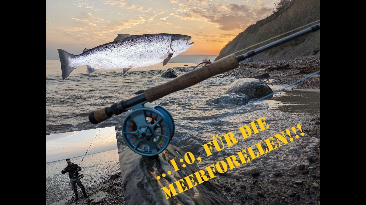 Meerforelle, Ostsee, 2023!!!
