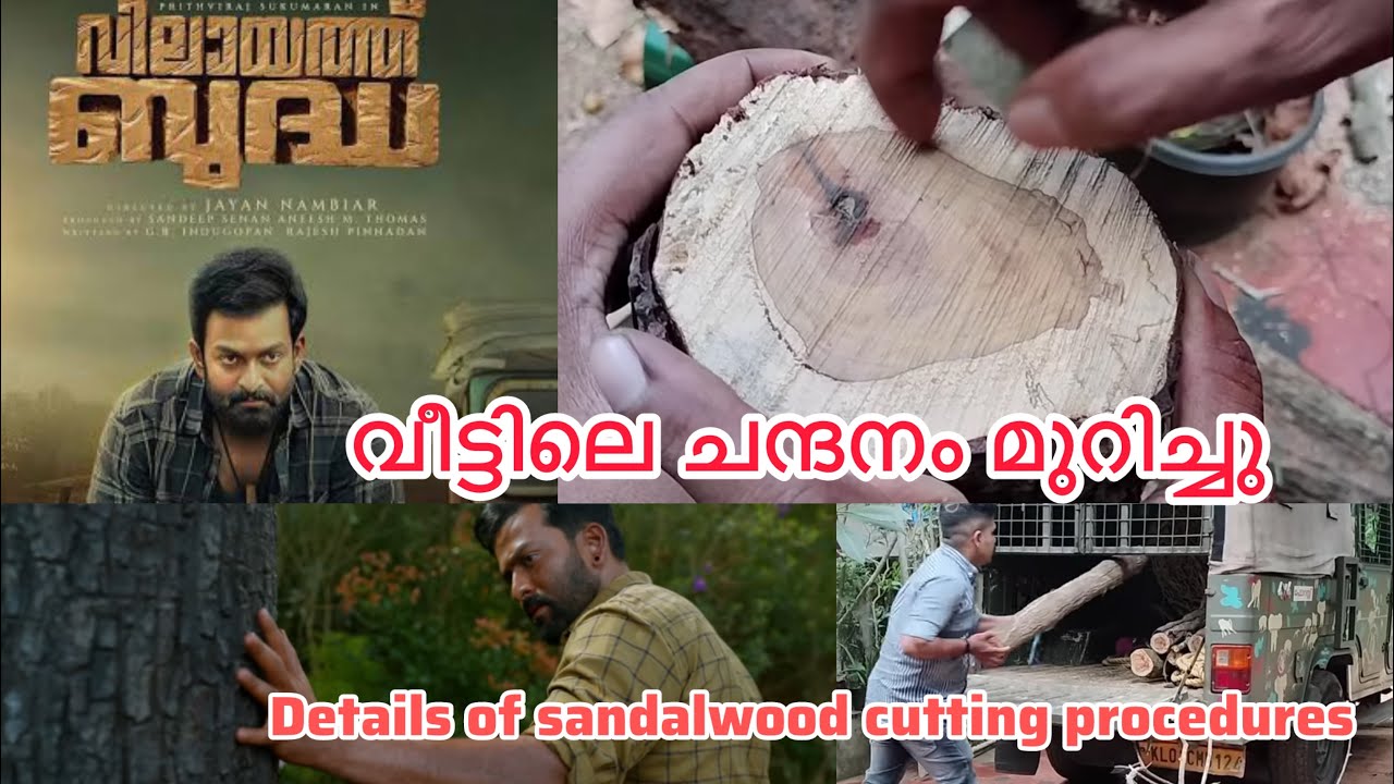 sandalwood cutting video Malayalam വീട്ടിലെ ചന്ദനമരം വെട്ടി വിറ്റു.നടപടിക്രമങ്ങൾ കാണാം#vilayathbudha