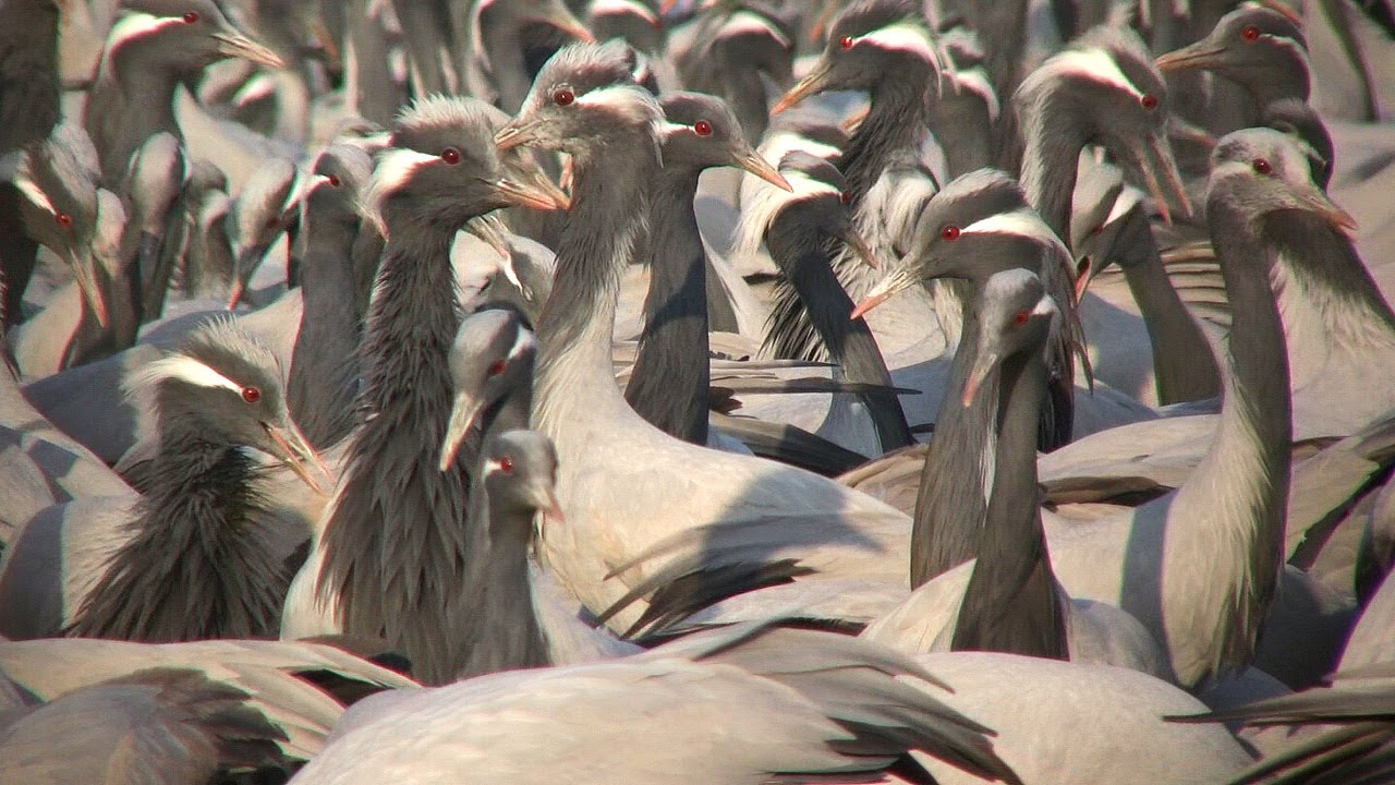CRANES OF KHICHAN