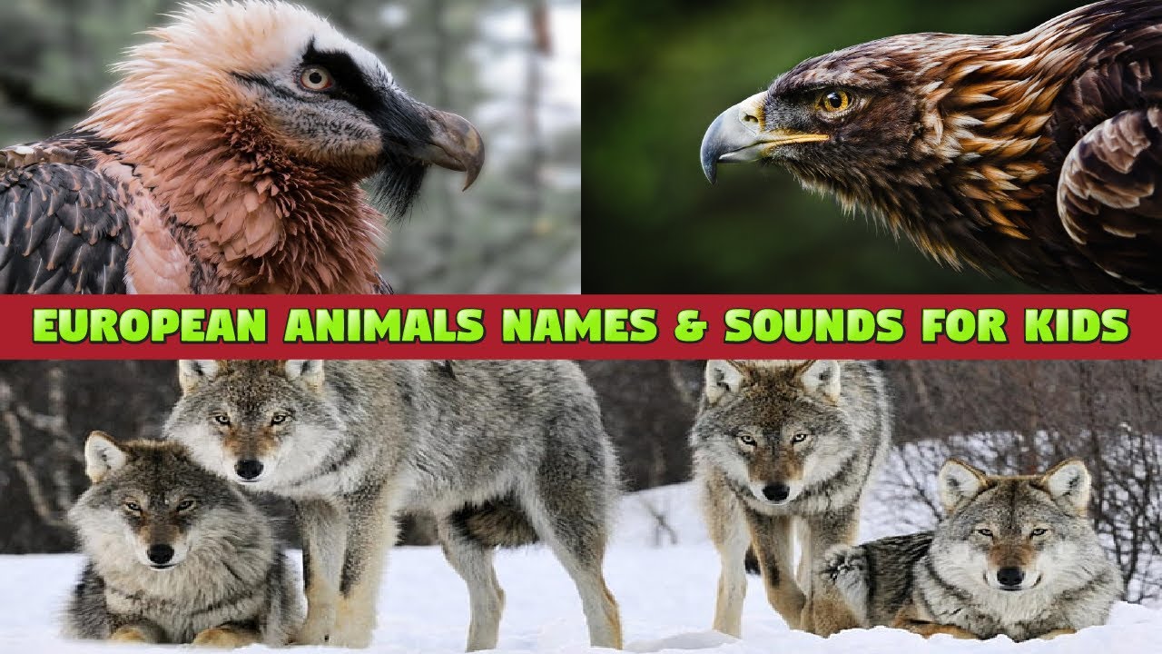 European Animals Names and Sounds for Kids - Educational Video for Kids #animalname #sounds #kids