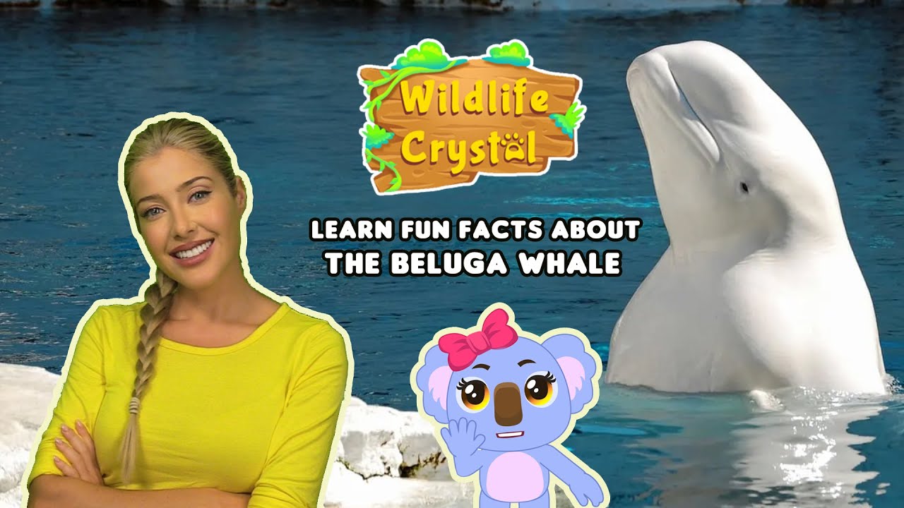 Beluga Facts