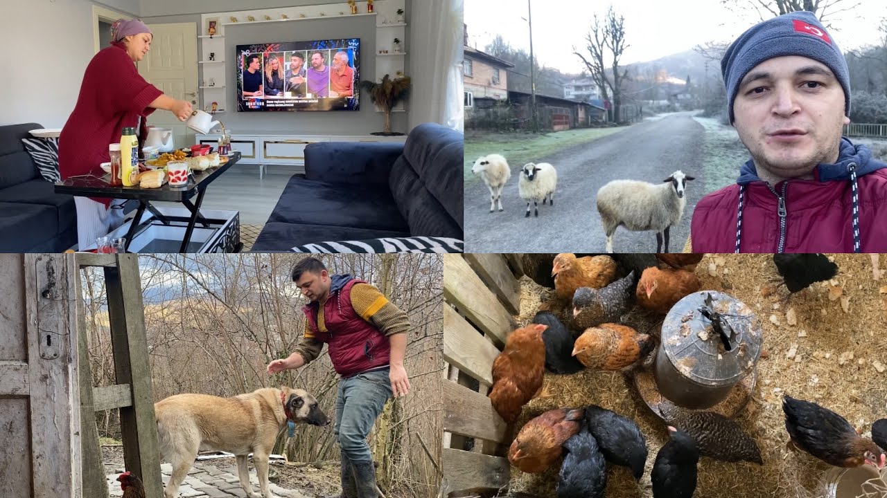 HER YER DONDU -3🥶CİVCİVLERİN YENİ YERLERİ KÖYDE HAYVANCILIK