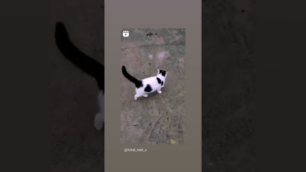 micio #micio #gatto #gatti #miao #cat #cats #videos #live #video #youtube #davidguetta #sia