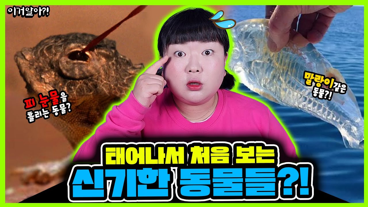 [이거알아-동물]입술💋이 있는 물고기가 있다고?!🐟ㅋㅋㅋㅋㅋ말랑이 같이 생긴 투명한 동물?!ㅋㅋ강아지🐶처럼 생긴 오골계🐦‍⬛?!