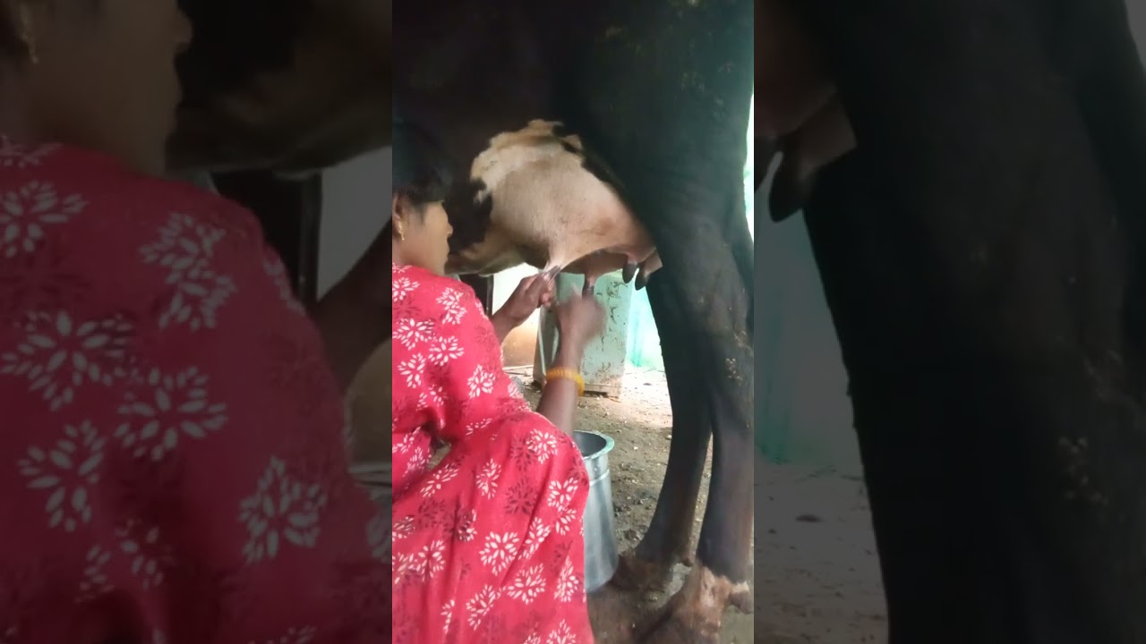 பால் கறக்கும் ஒரு காட்சி 💪🫰🐂🐄🫰👍