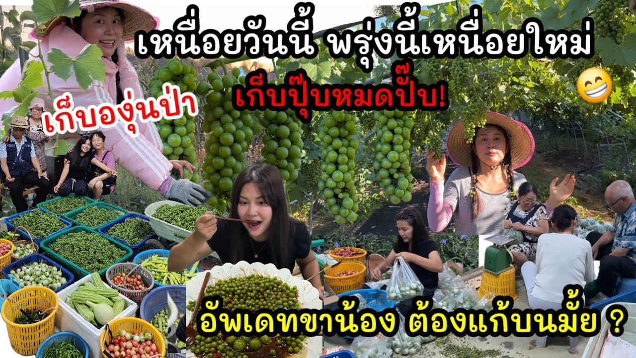 EP.974 เหนื่อยวันนี้พรุ่งนี้เหนื่อยใหม่ 🤭 เก็บองุ่นป่าขาย เก็บปุ๊บหมดปั๊บทุกปี ยอมเหนื่อย✨️ 
