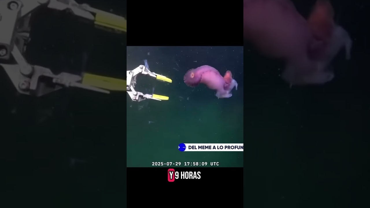 Cient&iacute;ficos hallan a &ldquo;Patricio&rdquo;, el mejor amigo de Bob Esponja en lo profundo del Mar Argentino