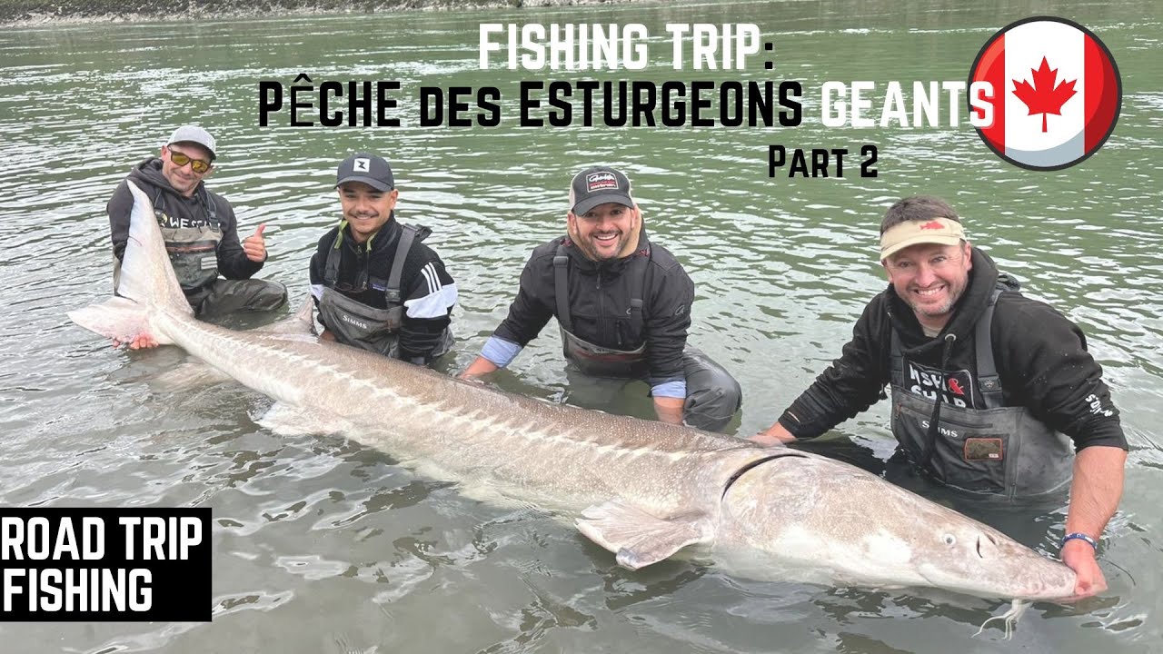 PÊCHE DES ESTURGEONS GÉANTS 🇨🇦 PART 2