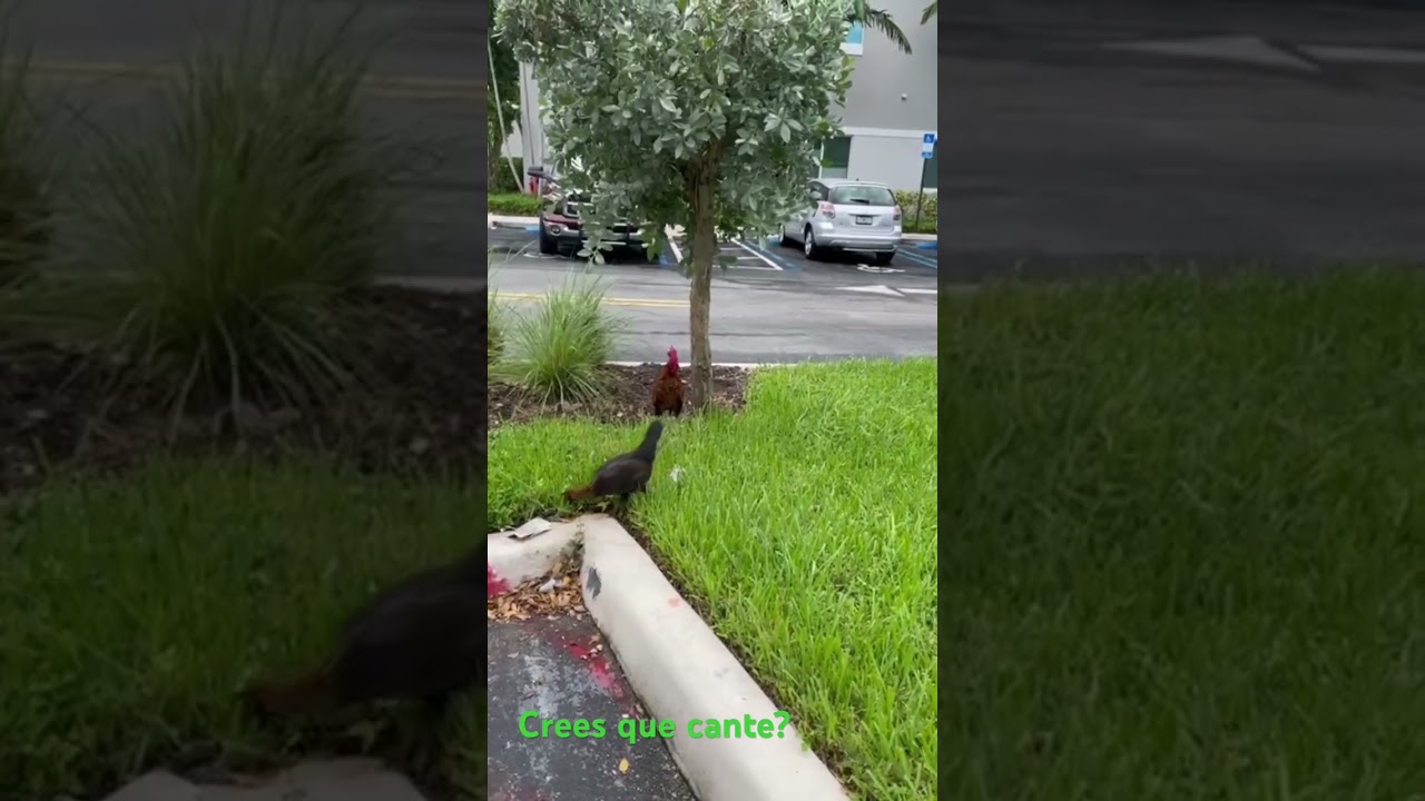 Que bonitos  en las calles de la ciudad
