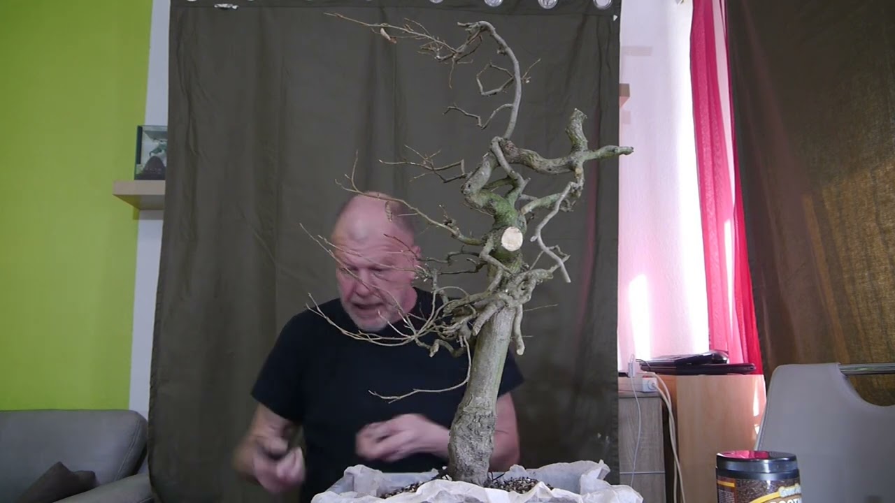Die Hainbuchenhecke Teil 1