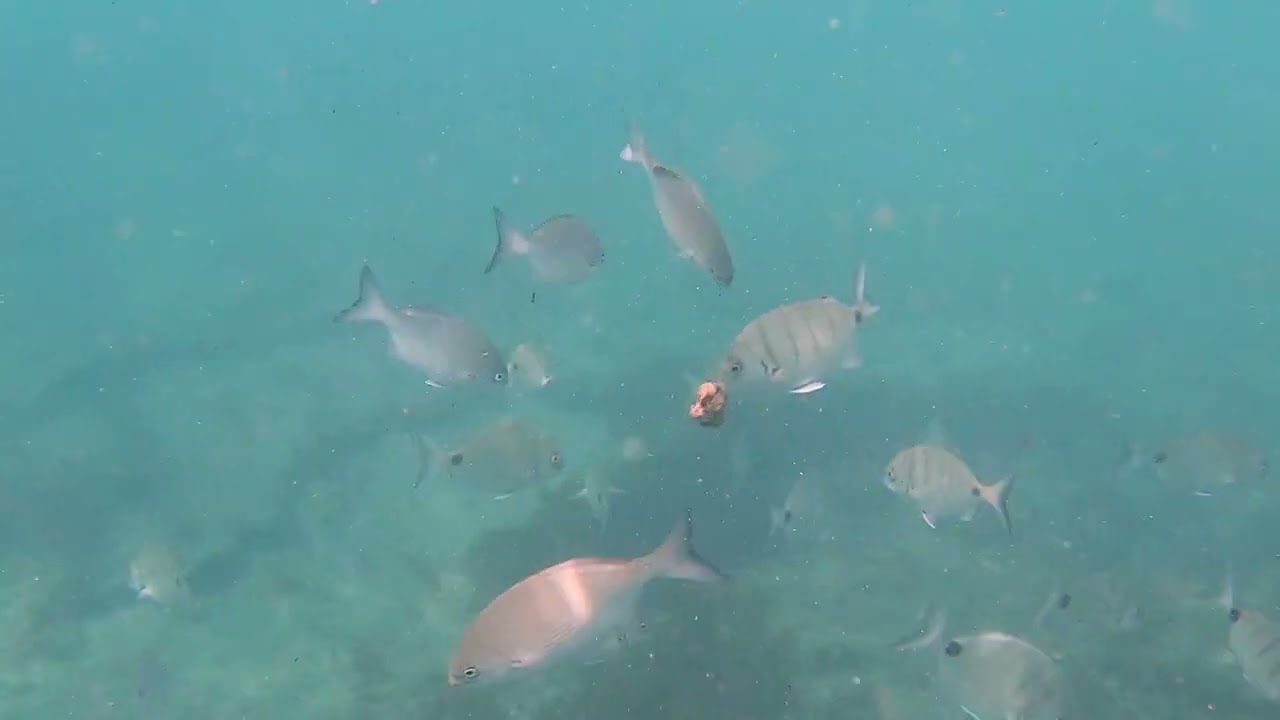 Snorkel Arinaga