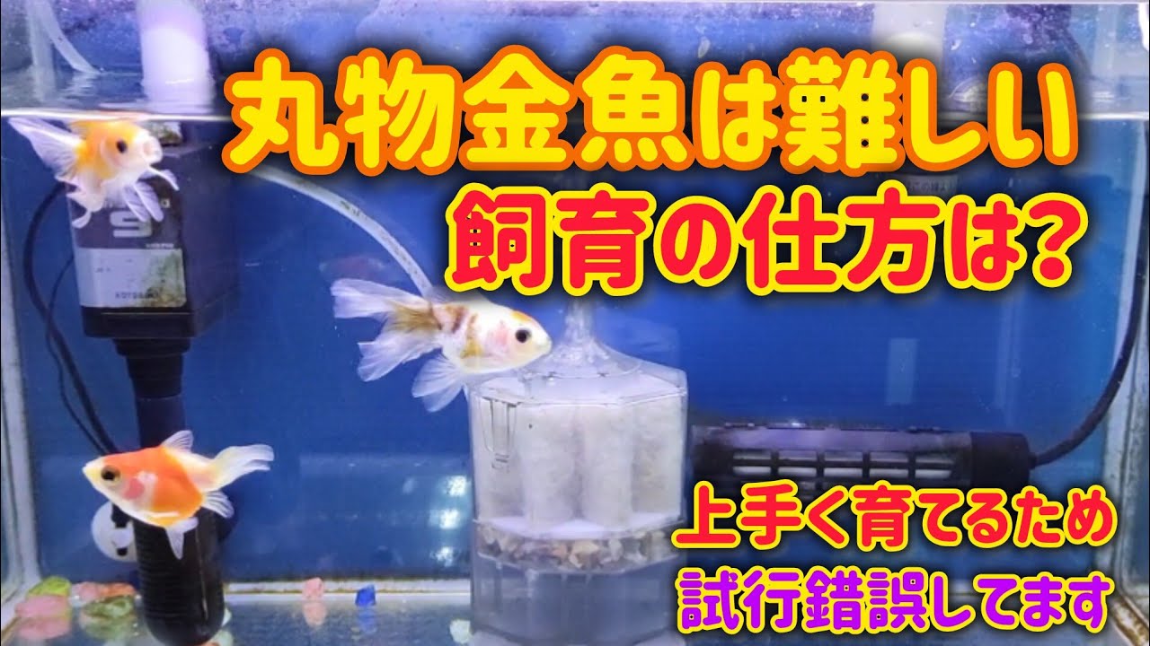 【丸物金魚】上手く育てる為に試行錯誤しながら色々なことを試してます