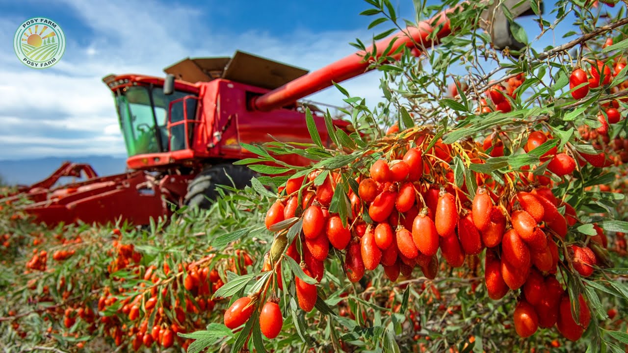 How Chinese Farmers Harvest Millions of Tons of Goji Berries &ndash; Amazing Goji Berry Farm
