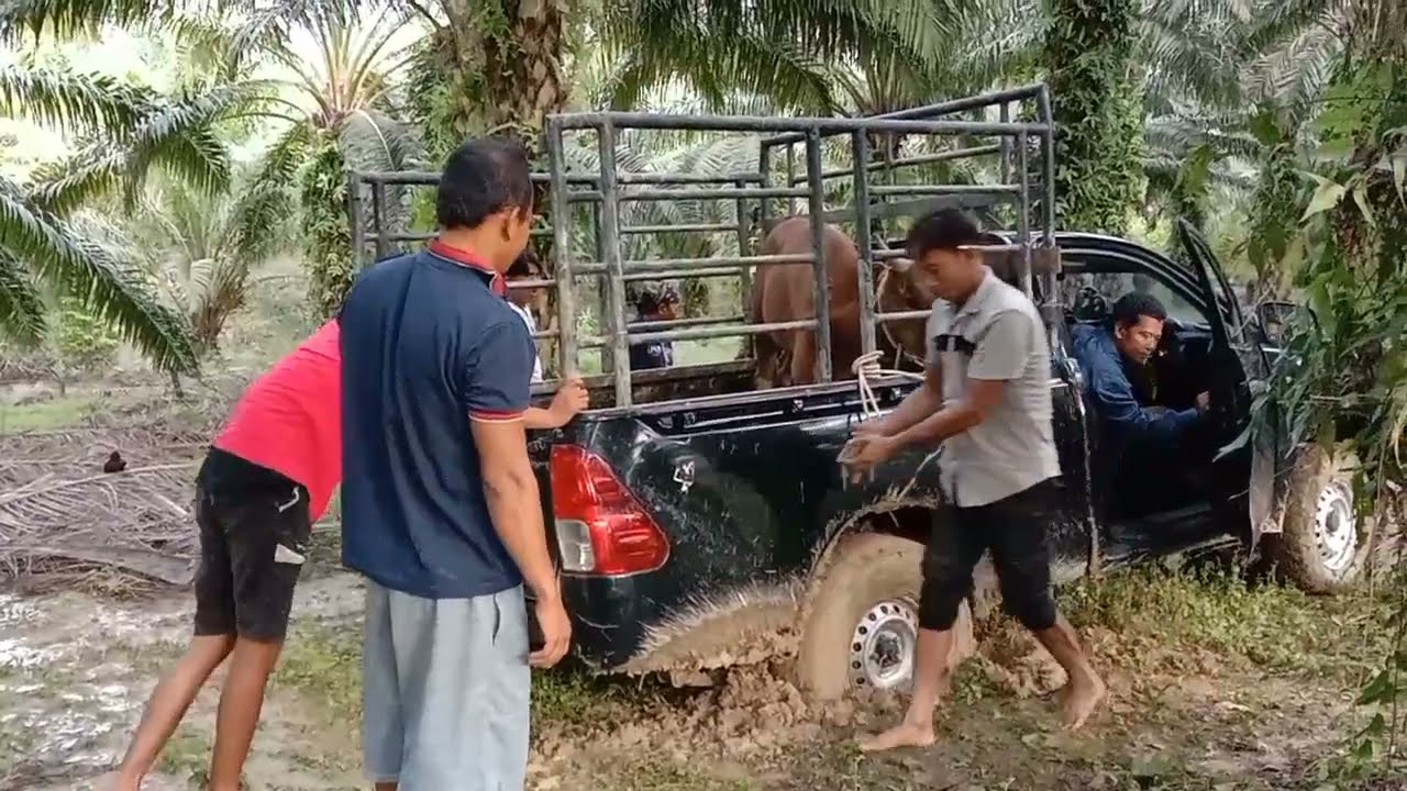 mobil Hilux amblas parah terjebak di tengah sawitan, no double gardan